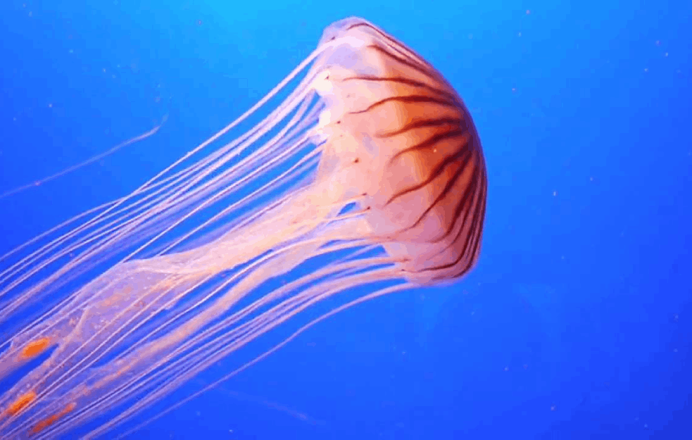 UŽAS U ASTRALIJI: Meduza UBILA TINEJDŽERA!